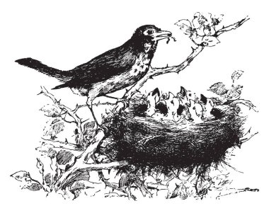 Besleme onun bebekler, vintage çizgi çizme veya illüstrasyon oyma kuşlar.