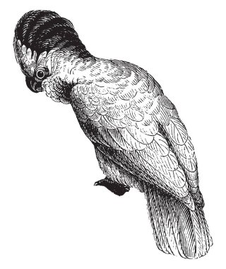 Süper Cacatuoidea, vintage çizgi çizme veya oyma illüstrasyon tek aile cockatoos.