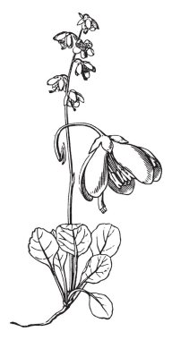 Wintergreen aromatik bitkiler oluşan bir gruptur. Dönem 