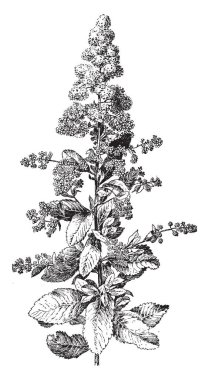 Alanlara Latifolia, yaygın meadowsweet denir. Onlar özellikleri alternatif, dar, dişli, yeşil yaprakları ve terminal, koni şeklinde kümeler, vintage çizim veya gravür çizim satırı.