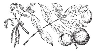 Mockernut Hickory ağaç resmi. Dallanma sırtlar ile işaretlenir. Bu ağaç zengin, nemli, iyi drene toprak upland alanlarda yetişir. Meyve Eylül-Ekim, koyu kırmızımsı kahverengi kabuğu, vintage çizgi çizme veya oyma illüstrasyon.