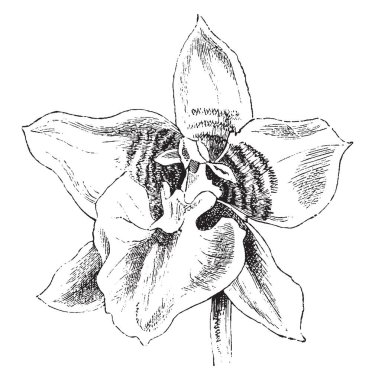 Odontoglossum Cerbantesii 3 ve 4 inç arasında bir oval pseudobulb, hangi iki ortaya yumuşak dokulu, kemer için dik, şeklinde kayış için doğrusal veya derimsi yaprakları, vintage çizgi çizme veya oyma resimde tepe zamandır.