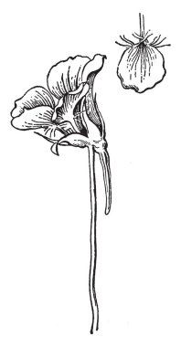 Tropaeolum eksi olarak da bilinen cüce nasturtium çok yıllık bir bitkidir. Yenilebilir çiçekler, yapraklar ve tohumlar, vintage çizgi çizme veya oyma illüstrasyon bitki sağlar.