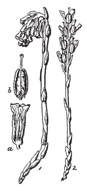 Bu çam Sap Hypopitys multiflora farklı parçalar bu, vintage çizgi çizme içinde gösterilen veya illüstrasyon oyma olarak bilinen bir resmi vardır.