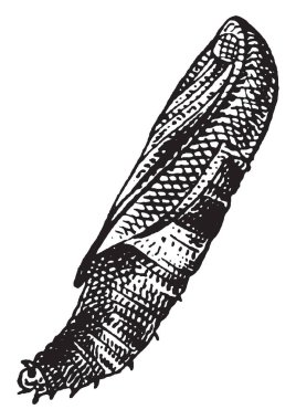 Şeftali ağaç matkap Kuzey Amerika, vintage çizgi çizme veya oyma illüstrasyon için yerel.