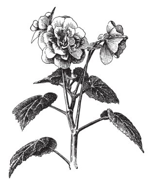 Begonya Tuberhybrida en çok yetiştirilen türü çiçektir. Çiçek sapı kalın ve büyük ve uzun, vintage çizgi çizme veya oyma illüstrasyon uzun ve sivri oval yaprakları.