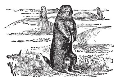 Çayır köpeği'ni bile köpek, vintage çizgi çizme veya oyma resim ilgili değildir.