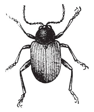 Rootworm (büyütülmüş), vintage illüstrasyon kazınmış. Doğal Tarih hayvanların, 1880