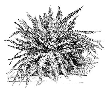 Fujer bostoniensis koyu yeşil ile ücretsiz büyüyen eğreltiotu var. Pinnate ven desen de bu son derece bileşik yaprak üzerinde görünür. Biraz serrate, vintage çizgi çizme veya oyma illüstrasyon kenarları görünür.