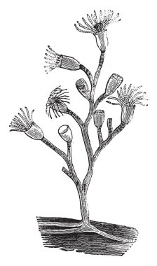 Hydra, vintage illüstrasyon kazınmış. Doğal Tarih hayvanların, 1880