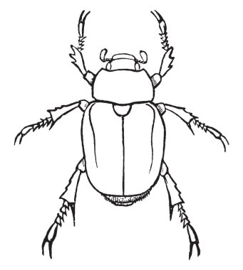 Goldsmith böceği ışık olan sarı renkli, vintage çizgi çizme veya oyma illüstrasyon.