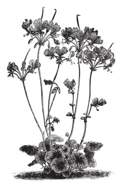 Itır Endlicherianum bir yığın oluşturan uzun ömürlü olduğunu. Çiçekler nispeten büyük ve iki büyük, üst, carmine kırmızı yaprakları ve üç çok daha küçük daha düşük olanlar, vintage çizgi çizme veya oyma illüstrasyon oluşturan.