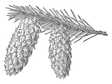 Aşağıya doğru bir ağacı, vintage çizgi çizme veya oyma illüstrasyon dalı karşı karşıya iki tam yetişkin çam kozalakları.