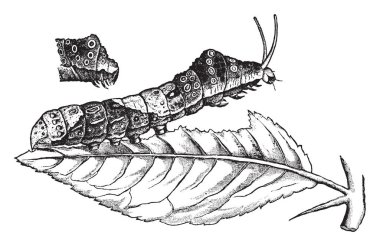 Turuncu tırtıl Papilio creshontes, vintage çizgi çizme veya oyma resimde olan köpek.