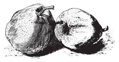 Bu Düşes d'Angouleme meyvedir. Büyük, sert kapalı meyve bu. Elma gibi büyür. Onun kök kalın. Tepe noktası vintage çizgi çizme veya oyma illüstrasyon içinde derin.