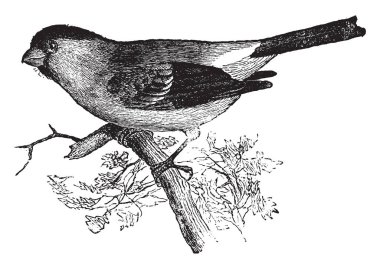 Beyaz yama büyük kanat örtü ile Cassin şakrak kuşu uçlu, vintage çizgi çizme veya oyma illüstrasyon.