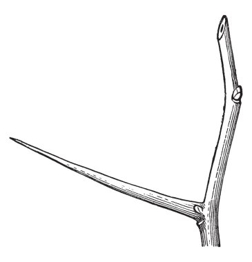 Cockspur diken ağacı, vintage çizgi çizme veya oyma illüstrasyon resim gösteren Şubesi.