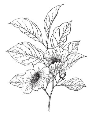 Bu Stewartia Camelia çiçek bir dalıdır. Beş yaprakları ile beyaz çiçek var. Bir kraliyet bitki, vintage çizgi çizme veya oyma illüstrasyon.