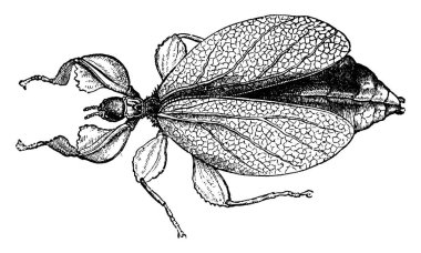 Phylliidae, eski gravür. La Vie dans la nature, 1890.