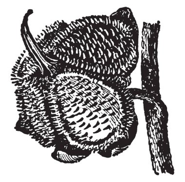 Görüntü bur köpeğin dilinin gösterir. Her bitki kolayca giyim, o sarılmak hayvancılık ve yaban hayatının büyük mesafeler, vintage çizgi çizme veya oyma illüstrasyon üzerinden yayılan yeni enfestasyonlar sonuçlanan, bir yıl 4000 dikenli tohum kadar üretir.