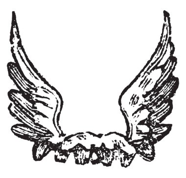 Uzun tüyleri yukarı doğru vintage çizgi çizme veya oyma illüstrasyon geldiğinizde kanatları Erect dik denir.