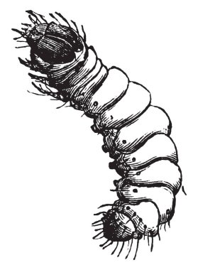 Apple Case taşıyıcı nerede Coleophora malivorella larva, vintage satır çizim veya illüstrasyon oyma.