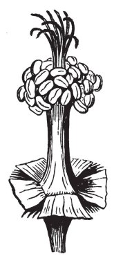 Bir resim Stamens gösterir. Uzun, ince sap olduğunu, filaman ve filament üst kısmında ve nerede polen taneleri üretilmektedir anter, vintage çizgi çizme veya oyma illüstrasyon oluşur.