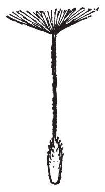 Bir resmi tek meyve gösteriyor. Bu bir bileşik veya bileşik çiçek, vintage çizgi çizme veya oyma illüstrasyon.