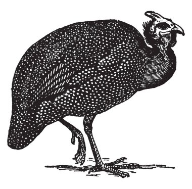 Bu resim güveci, vintage çizgi çizme veya oyma illüstrasyon temsil eder..