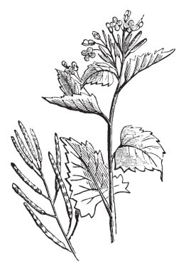 Bu resmi bir allaria officinalis gösteriyor. Kök ince ve uzun olurdu. Kalp yaprak şeklinde. Çiçek ve pod pantolon ters büyür. Küçük çiçek, vintage çizgi çizme veya oyma illüstrasyon.