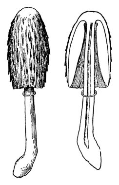 bitki görüntü. Vektör çizim