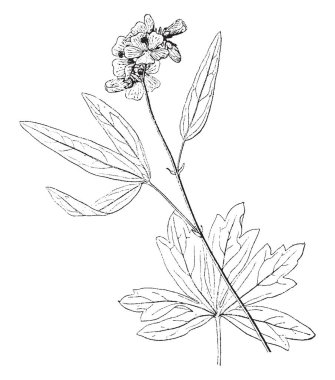 Sidalcea Candida kır çiçekleri ve sık görülen yakınındaki Wyoming ve Meksika'nın Güney parçalar olduğunu. Genellikle beş yaprakları, vintage çizgi çizme veya oyma illüstrasyon ayılar.