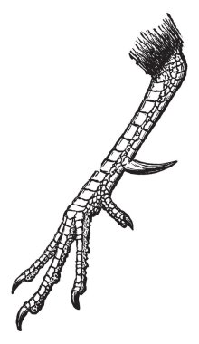 Horoz pençe bir horoz, vintage çizgi çizme veya oyma illüstrasyon iç bacak üzerinde katı büyüme anlamına gelir..