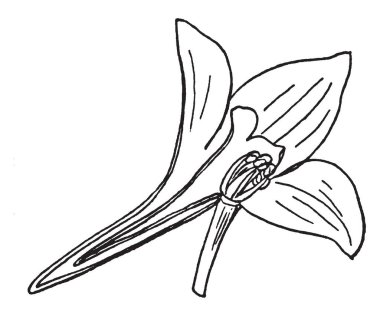 Bu Lakspur çiçek bir görüntüdür. Çiçek üç yaprakları ve alt kısmı çizim veya illüstrasyon oyma dar, vintage çizgi.