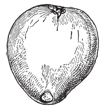 Pignut bir tür meyve, vintage çizim için gösterilen veya illüstrasyon oyma bir resim.