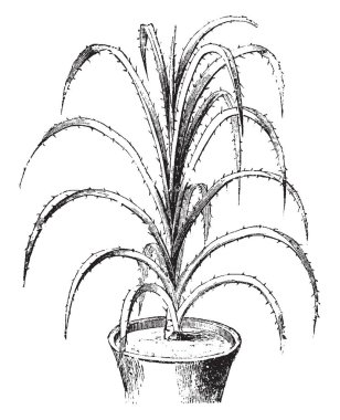 Pandanus Odoratissimus gösteren bir resim. Pandanaceae aile bu. Yapraklar sarımsı, 40-70 cm. uzun ve dikenli, vintage çizgi çizme veya oyma illüstrasyon.