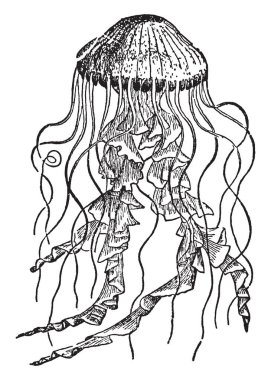 Chrysaora alt sırada Rhizostomae açarken, vintage çizgi çizme veya illüstrasyon oyma oral kenarlarını bulunuyor..