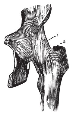 Bu resimde kalça eklemi, vintage çizgi çizme veya oyma illüstrasyon temsil eder..
