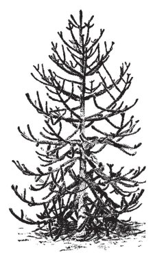 Araucaria üst ağacı olarak da bilinen Araucaria Araucana bir görüntüdür. Bu ağaç elli-yüz boyunda arasında büyür ve bir piramit büyüme, vintage çizgi çizme veya oyma illüstrasyon alışkanlığı şekillendirdi.