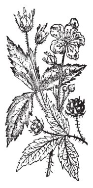 Bir resim böğürtlen gösteriyor. Bu bitki dal ve sahip daha zayıf ve daha secde yuvarlakça kaynaklanıyor dikenler vardır. Meyve bu brambleberry, vintage çizgi çizme veya oyma resimde daha çok daha büyük.
