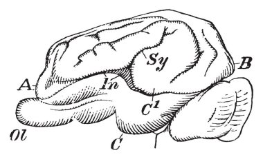 Oksipital ve temporal loblar hediyeler, vintage çizgi çizme veya oyma illüstrasyon neden olan domuz beyin.