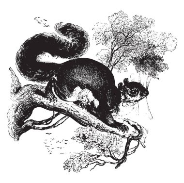 Malabar sincap bir bölümü yoğun siyah ve parlak kırmızı, vintage satır çizim veya gravür illüstrasyon.