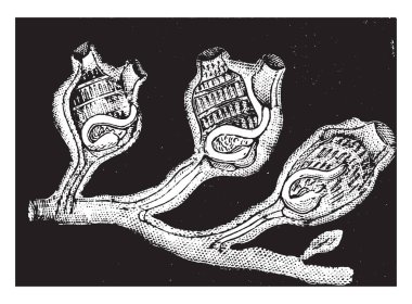 Sosyal Ascidians bir tür sürünen kök, vintage çizgi çizme veya oyma illüstrasyon yoluyla birleştirilmiştir.