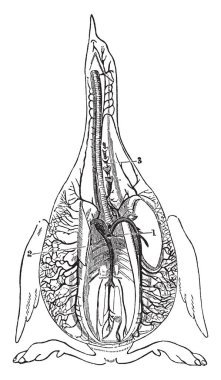 Bir kuş, vintage çizgi çizme veya oyma illüstrasyon bagajında damarların.