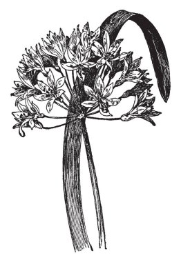 Agapanthus Umbellatus çiçek mavi ve iki ayak uzun yaprakları vardır ve çok sayıda, vintage çizgi çizim veya illüstrasyon oyma.