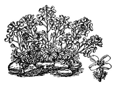 Draba'nın Dedeana gösteren bir resim. Bu bir Brasiliaceae aile ve İspanya için yerli bitki türüdür. Yapraklar küçük ve küme, vintage çizgi çizme veya oyma illüstrasyon.