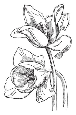 Görüntü Melanthiaceae ve yerli Asya'ya ait olduğu bir lale çiçek gösterir. Zambak aile, Melanthiaceae, on beş cins ve çiçekli bitkiler, vintage çizgi çizme veya oyma illüstrasyon yaklaşık 705 bilinen türlerin oluşur.