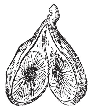Onun iç kısmı, vintage çizgi çizme veya oyma resimde göstermek için iki parçaya kesip bir incir.