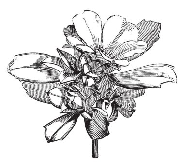 Candollea cuneiformis çiçek resmi. Ona çiçek Temmuz ayında sarı ve çiçekler vardır. Bu çalı Avustralya, vintage çizgi çizme veya oyma illüstrasyon için yerel.