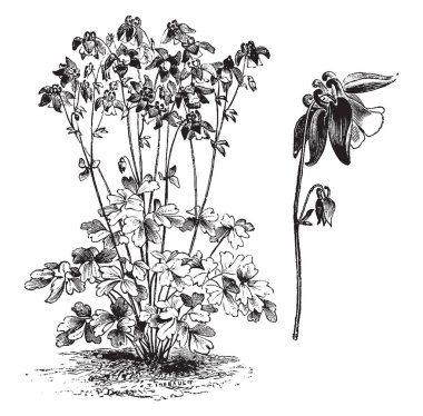 Bir resim Aquilegia Olympica alışkanlık ve çiçek bitki gösterir. Broşürler derin loblu. Büyük ve leylak rengi mavi çiçekler. Çiçek özellikleri, ara bitkiler, vintage çizgi çizme veya oyma resimde çok değişkenli analizler.